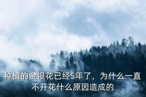 種植的金銀花已經(jīng)5年了，為什么一直不開(kāi)花什么原因造成的
