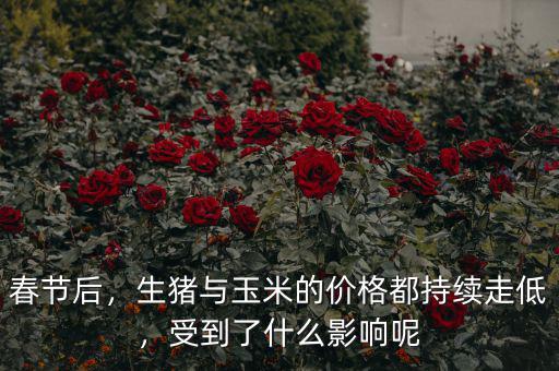 春節(jié)后，生豬與玉米的價(jià)格都持續(xù)走低，受到了什么影響呢