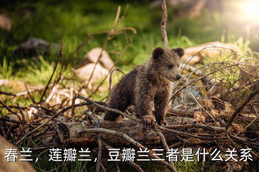 春蘭，蓮瓣蘭，豆瓣蘭三者是什么關(guān)系