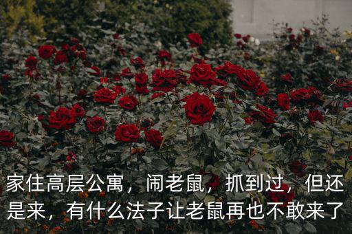 家住高層公寓，鬧老鼠，抓到過，但還是來，有什么法子讓老鼠再也不敢來了