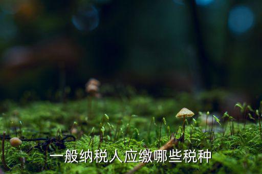 一般納稅人國稅申報(bào)什么稅種，在國稅申報(bào)的稅種有哪些稅率是多少