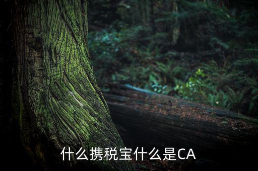 青島國稅ca證書是什么，什么攜稅寶什么是CA