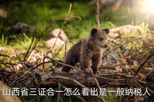 山西省如何查詢納稅人，為什么山西國稅發(fā)票無法查詢真?zhèn)?/></a></span><span id=