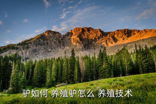 驢如何 養(yǎng)殖驢怎么 養(yǎng)殖技術