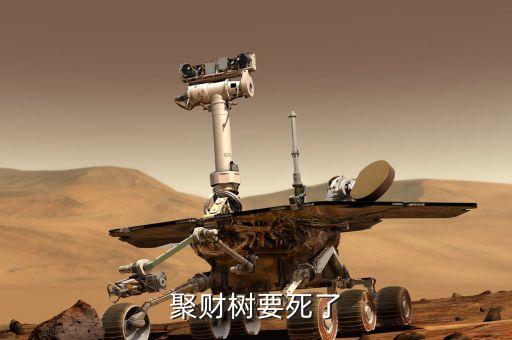 聚才樹能用什么肥，聚財(cái)樹要死了