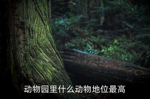 動(dòng)物園什么動(dòng)物人氣最高，動(dòng)物園什么動(dòng)物地位最高