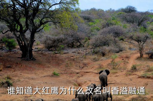 大紅鷹為什么改成香溢融通，新安江香煙 為什么要改名成大紅鷹啊