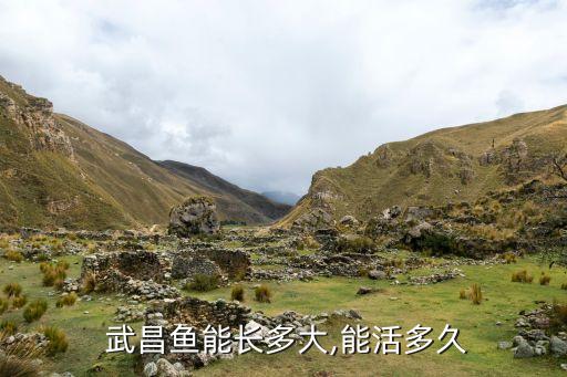 上海市場(chǎng)武昌魚(yú)好賣(mài)嗎