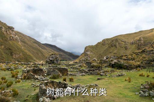 樹(shù)都有什么種類(lèi)